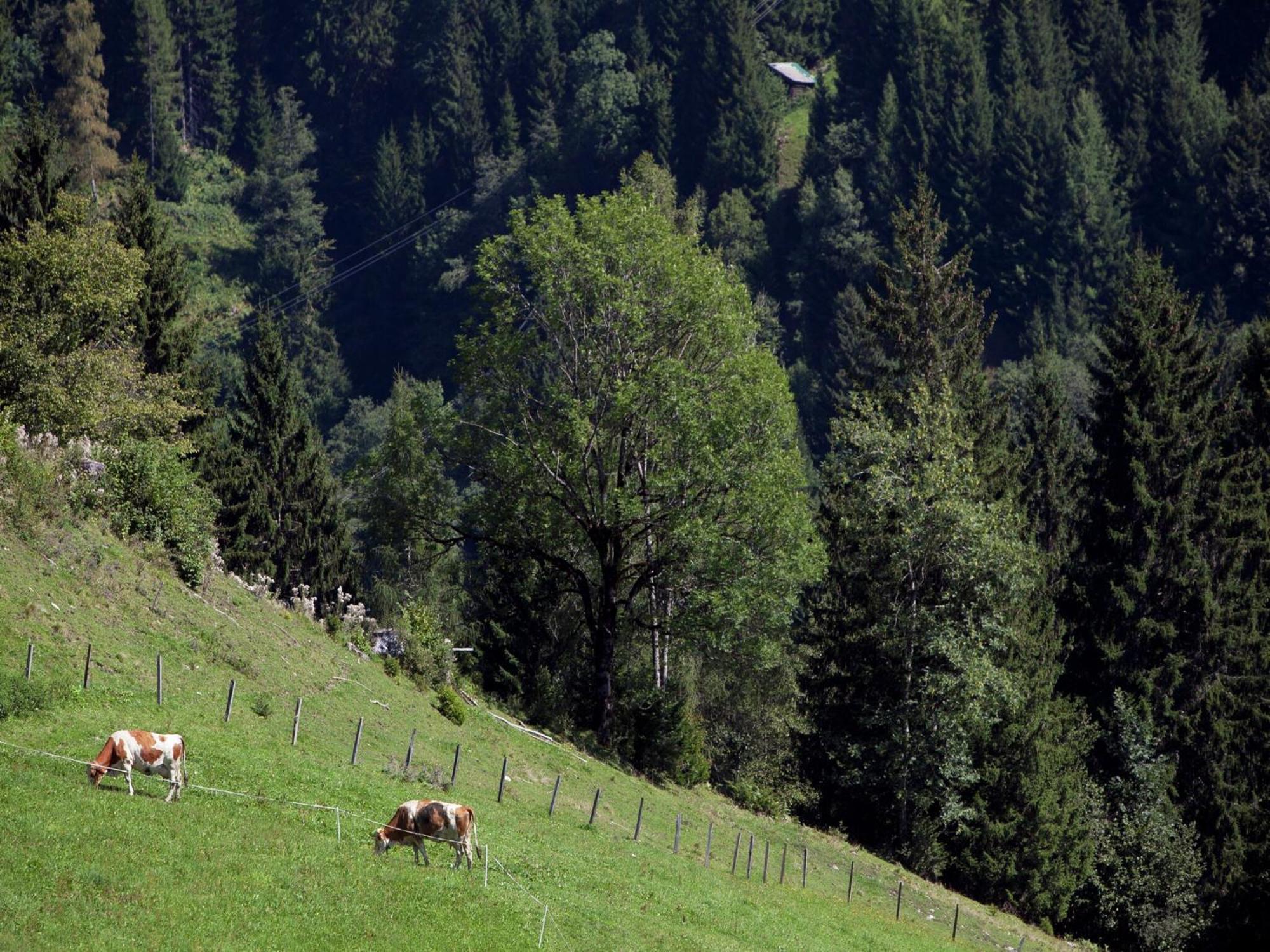 Apartment In Sankt Johann Im Pongau Near Ski Area Wagrain Eksteriør billede